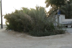 dsc00045